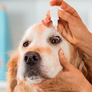 Veterinary Medicines